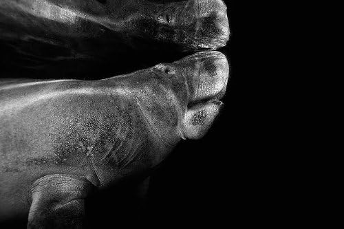 Wyland Galleries Manatee Reflection Nature Photography Notecard 5"X7" Notecard