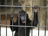 Celebes Macaque Makes a Silly Face at the Omaha Zoo, Henry Doorly Zoo, Nebraska Photographic Poster Print by Joel Sartore, 24x18