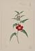 Reprint Historic Japanese Print Drawing shows stalk with red blossom and leaves of a flower that looks like a primrose