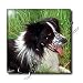 Dogs Border Collie - Border Collie - Tiles
