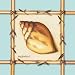 Bamboo Seashell I by Kathy Middlebrook. Size 10.00 inches width by 10.00 inches height. High Quality Art Poster Print