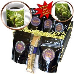 Taiche - Photography - Fruit - Figs - epicurean, fig, figs, food, fruit, health, healthy - Coffee Gift Baskets - Coffee Gift Basket