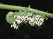 A Tobacco Hornworm Caterpillar with Parasite Cocoons All over its Back Photographic Poster Print by Brian Gordon Green, 48x64