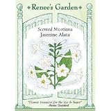 Scented Nicotiana Seeds Jasmine A