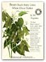 Bean Baby Lima Certified Organic Heirloom Seeds 30 Seeds