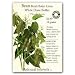 Bean Baby Lima Certified Organic Heirloom Seeds 30 Seeds