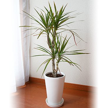 コンシンネ6号陶器鉢植え【送料無料】