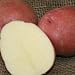 Certified Organic Seed Potatoes: Red Pontiac Seed Potato (2 Lbs.)
