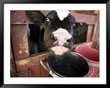 Calf with its Head Through the Stall Door, Pennsylvania Framed Art Poster Print by Tim Laman, 49x39