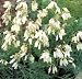 Dicentra formosa 'Aurora' - Bleeding Heart