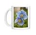 Photo Mugs of A Himalayan blue poppy from Ardea Wildlife Pets
