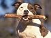 Staffordshire Bull Terrier Carrying Stick in Its Mouth Animals Photographic Poster Print by Adriano Bacchella, 16x12