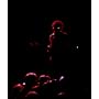 Live At Monterey <b>DVD</b> ~ Jimi Hendrix