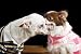 Wallmonkeys Peel and Stick Wall Decals - Chihuahua Secret - Removable Graphic