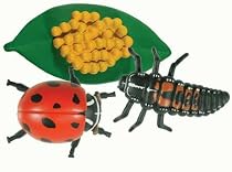 Ladybug Life Cycle Stages