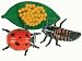 Ladybug Life Cycle Stages