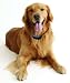 New Great 2 Level Remote Control Dog Training Collar Vibration and Whistle Shock