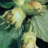 西洋ハシバミ：ヘーゼルナッツ4～5号ポット[ローストした果実は絶品！][苗木]