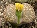 Lithops-Living Stones-Succulents 10 Seeds RARE
