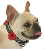 Dog Collar - Daisy Diva Designer Fashion Collar - Black and White Dots with Red Daisy Accents - Large