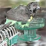 Lixit Quick Lock Bird Bath Color:Green HyperLink
