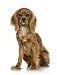 Cavalier King Charles Spaniel (6 Months) - 24