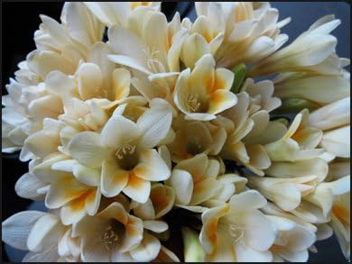 Freesia Heirloom Anitque Alba (White w. yellow highlights) - 10 robust bulbs EXTREMELY FRAGRANT!