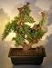 Bonsai Boy's Juniper Bonsai Tree - Phoenix Graft<br><i>(juniper procumbens nana)</i>