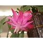 Pink Star Christmas Cactus Plant - Zygocactus - 4" pot
