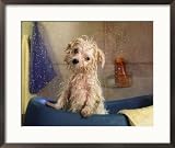 Little Wet Maltese in Bath Tub Framed Photographic Poster Print by Henryk T. Kaiser, 27x23
