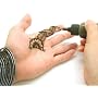 Beachcombers! Henna Tattoo Blunt Stainless Steel Professional Applicator Bottle Set 1 Tip 2 Bottles
