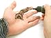 Beachcombers! Henna Tattoo Blunt Stainless Steel Professional Applicator Bottle Set 1 Tip 2 Bottles