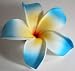 Tropical Flower Womens Hair Clip - (Various Colors)