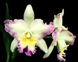Cattleya Orchid Plants Too Big For Their Britches #20
