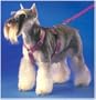 Premier Pet Pet Sure Fit 3/4-Inch Large Harness, Black