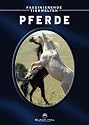 Pferde - Cloud : Wilder Hengst aus den Rockies