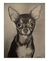 Chihuahua Animals Giclee Poster Print by Todd Horne, 8x10