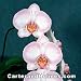 Dtps. (Phalaenopsis) Newberry Parfait 'Picotee' AM/AOS, AM/RHS