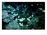 Hydrothermal Vent Panorama, 2600M Deep off Mazatlan Photographic Poster Print by Scripps Inst Oceanography, 40x30