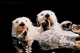 Sea Otters Poster (#119)