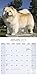 Chow Chow Calendar - Only Dog Breed Chow Chow Calendar - 2016 Wall calendars - Dog Calendars - Monthly Wall Calendar by Avonside