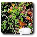 WhiteOak Photography Butterflies - Autumn Colors Gulf Fertillary Butterfly - Mouse Pads