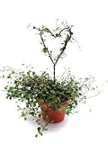 Live Angel Vine Topiary Heart - 12 Rustic Angel Vine Heart