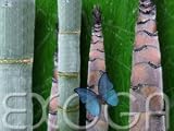 Eigenschaften Exoga  / Riesenbambus Giant Dendrocalamus giganteus Samen