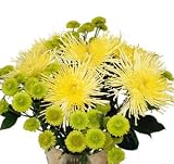 Magical Celebration Fresh Flower Bouquet