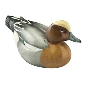 European Widgeon