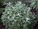 Wormwood (Artemisia absinthum) Rooted Plant