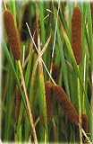 Dwarf Bulrush/Reedmace water pond small plant aquatic