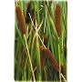 Dwarf Bulrush/Reedmace water pond small plant aquatic