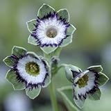 [ オーリキュラ ] スターリー